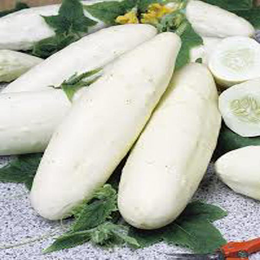 Cucumber White Wonder Approx.30-40 Seeds