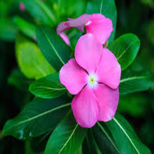 Royal Dwarf Vinca Rose Approx. Seeds 170 Summer