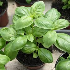 Italian basil seeds