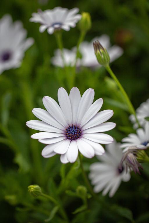 Osteospermum ecklonis, White Seeds-35