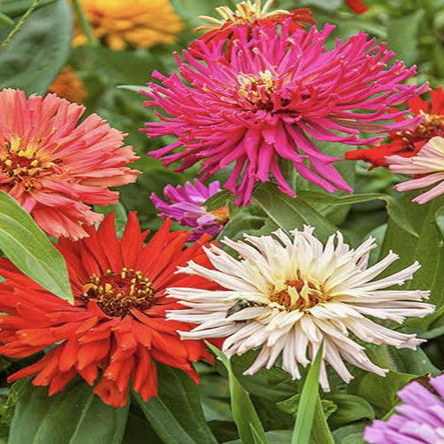 Zinnia elegans Cactus mix 1gm Approx. Seeds 100 Summer