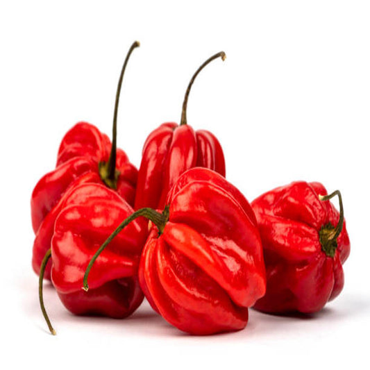 Pepper Habanero Red Approx.10 Seeds