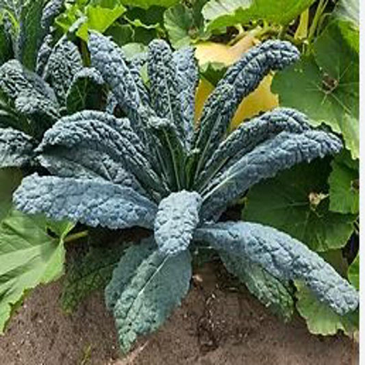 Dragon Kale Approx.1g Seeds