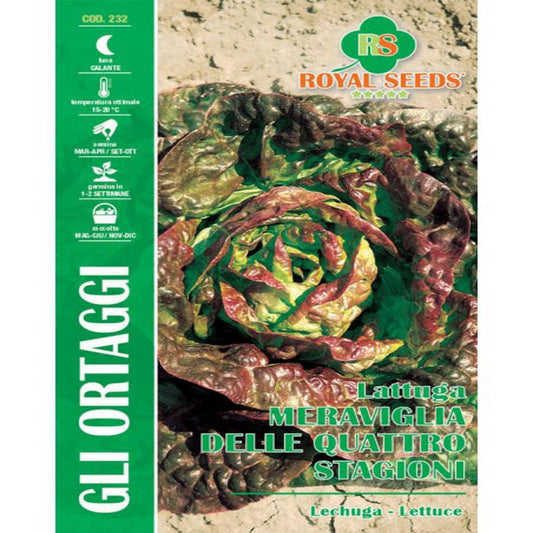 Royal Lettuce Meraviglia Delle Quattro Stagioni Gram-7 Approx. Seeds
