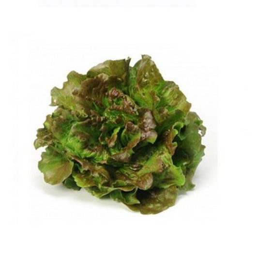 Lettuce Maravilla de Verano Sel Extra Approx.0.5g