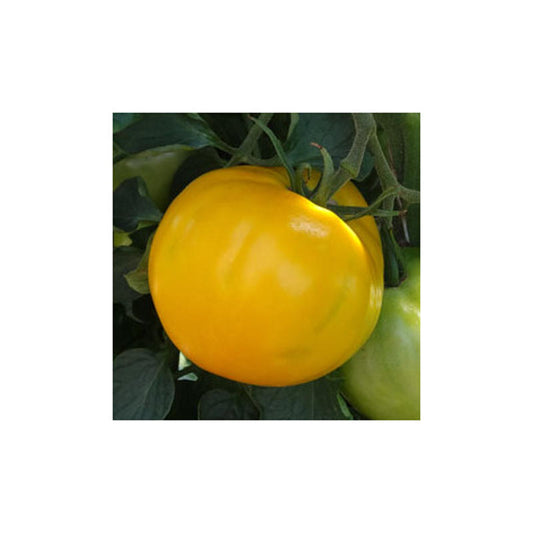 Tomato Tondo Giallo  Yellow Approx.10-20 Seeds