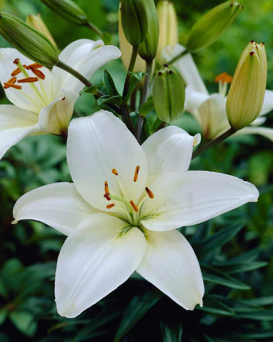 Lilies Snowdon 16/18