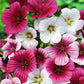 Malope trifida Mix 1g Approx. 350 seeds WINTER