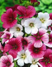 Malope trifida Mix 1g Approx. 350 seeds WINTER