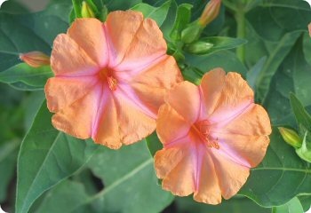 Four O clock 'Salmon 1G Approx 12-Seeds Summer