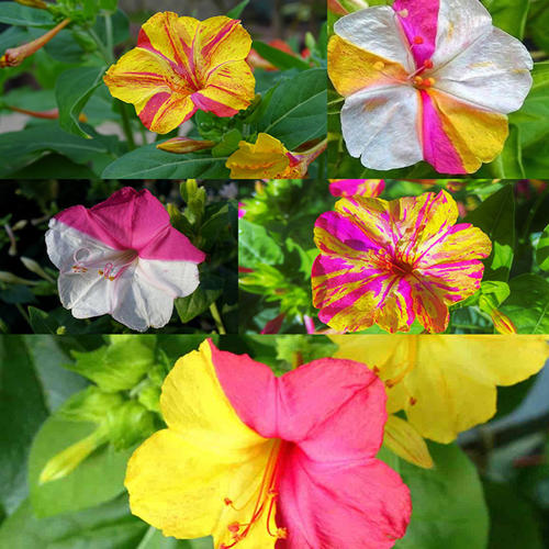 Four O'clock Bicolour Mix 1gm Approx. Seeds 16 Summer