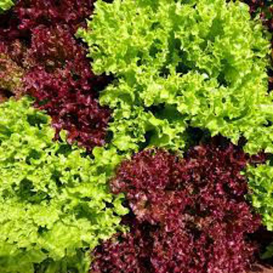 Lettuce Mix Approx.2g  Seeds