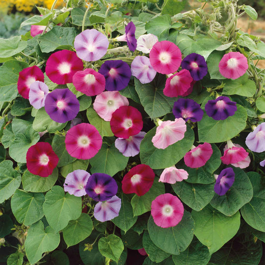 Morning Glory Field Grown mixed Per Gram 40 SEEDS