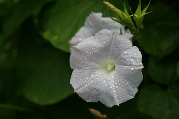 Morning Glory White Moonflower Per Gram (Summer)
