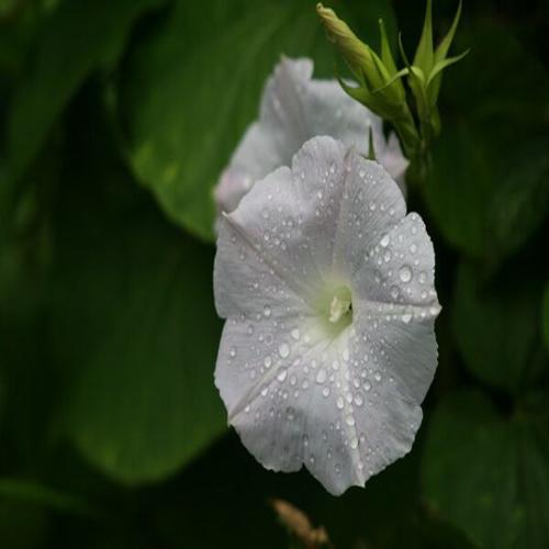 Morning Glory White Moonflower 1gm Approx. 4 Seeds  Summer