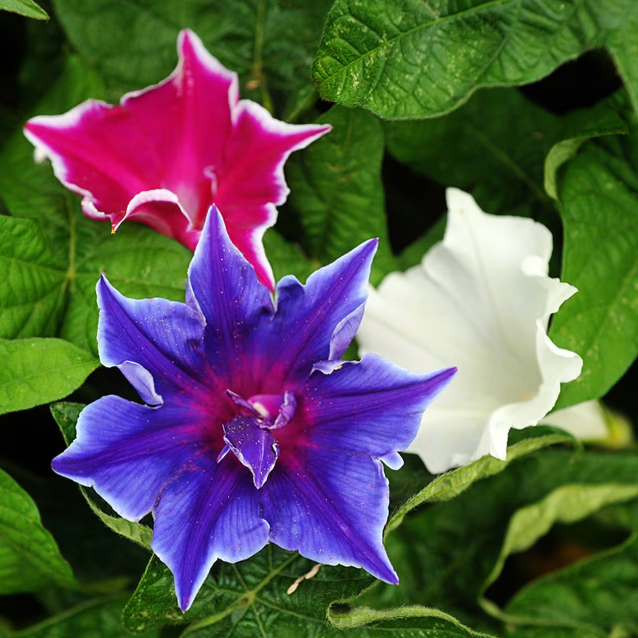Ipomoea nil Morning glory Kikyo-zaki mixed 0.5G Approx 10-Seeds Summer