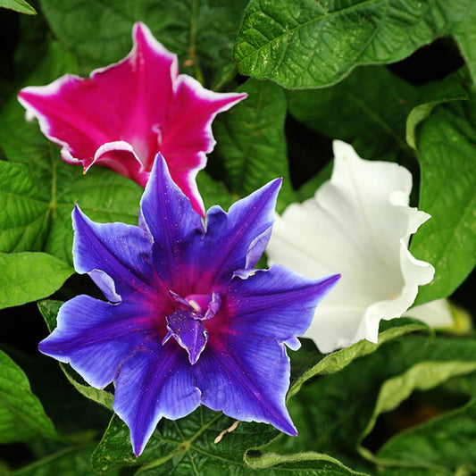 Ipomoea nil Morning glory Kikyo-zaki mixed 0.5G Approx 10-Seeds Summer