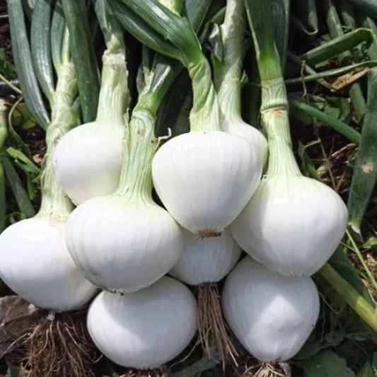 Onion Marzatica Approx.1g Seeds