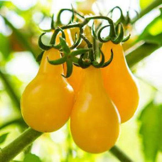 Tomato Yellow Pear Shaped Approx.30 Seeds