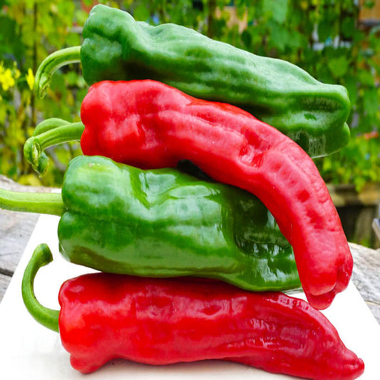 Pepper Dulce Approx.30 Seeds