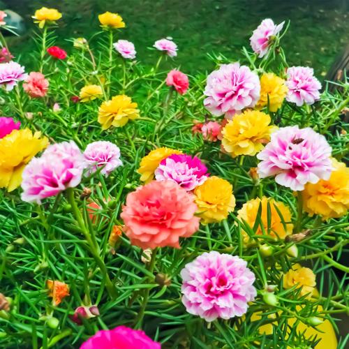 Portulaca Double Mix 1gm Approx. Seeds 11000 Summer