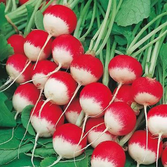 Red Radish Round Small White Approx.2g Seeds