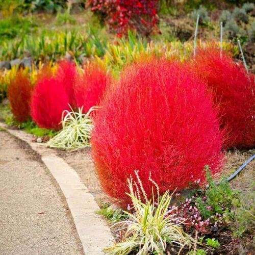 Kochia Burning bush scoparia Red Globe 1gm Approx. Seeds 1100 Summer
