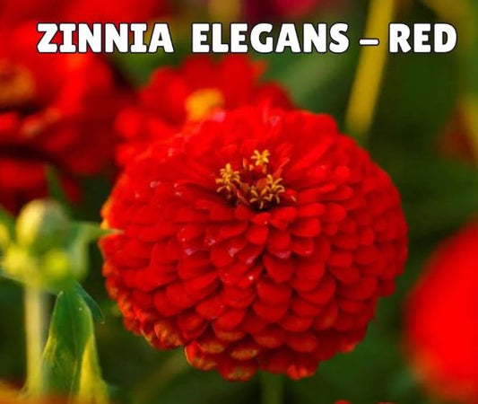 Zinnia Elegans Seeds- Red (Summer)زینیا لال