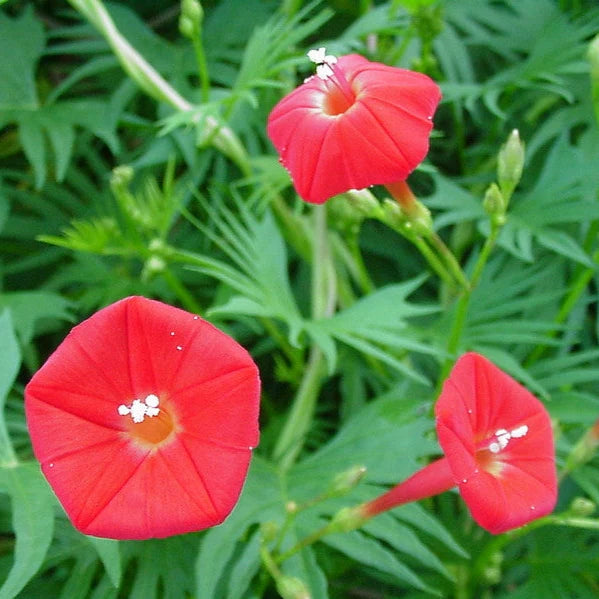 Cardinal Climber Vine (Summer)