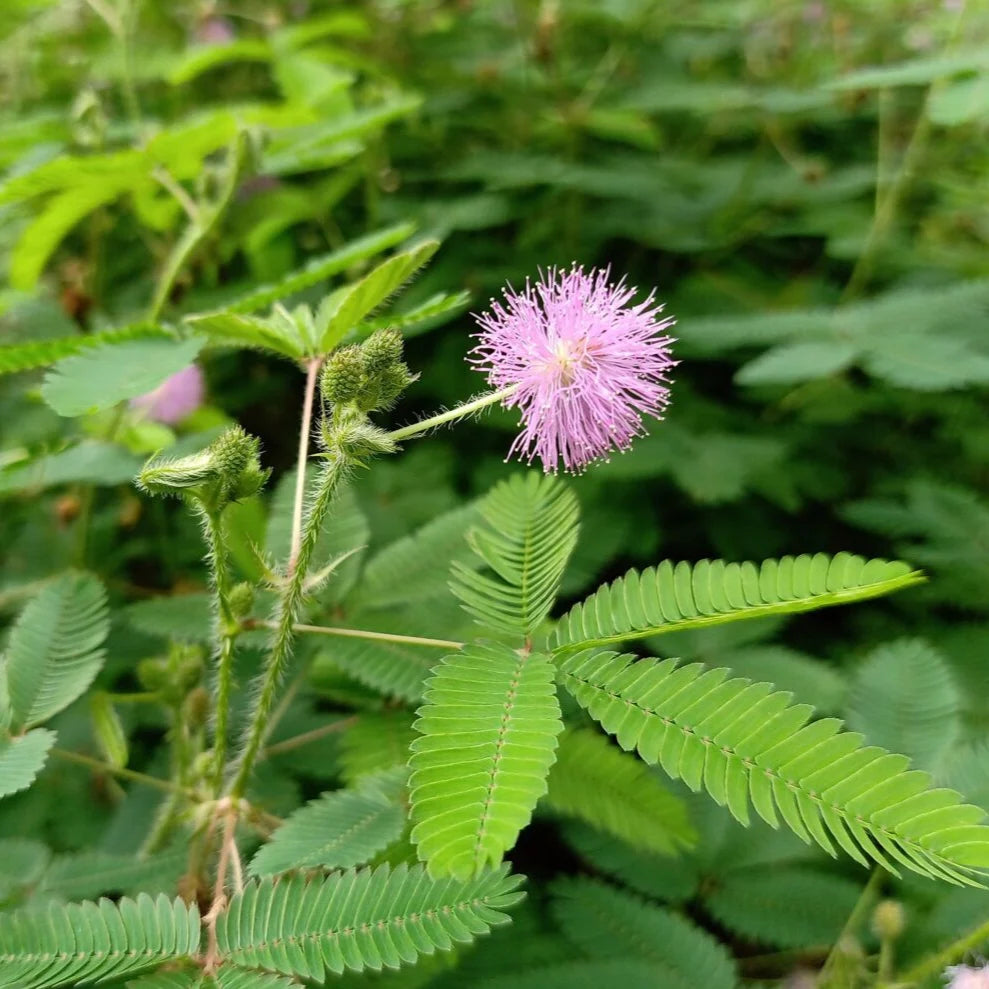 Touch Me Not Seeds (Mimosa) چھوئ موئ Summer