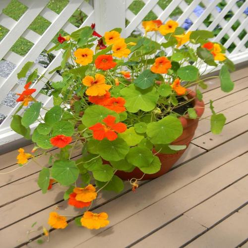 Nasturtium Jewel Mix  1gm Approx. Seeds 8 Winter