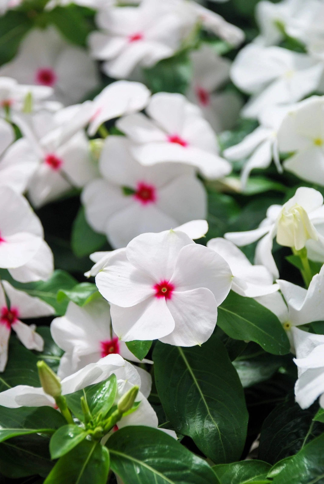 Catharanthus roseus Dwarf Little Bright Eyes Vinca 0.5-G Seeds-350