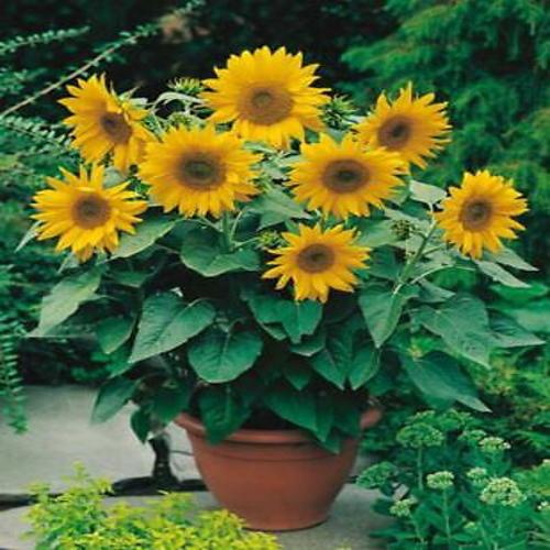 Helianthus annuus Sunspot Dwarf 3g  Approx. Seeds 80-100 Summer