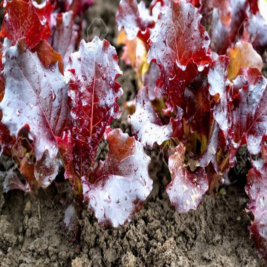 Lettuce Red Rossa Ricciolina Approx.150-200 Seeds