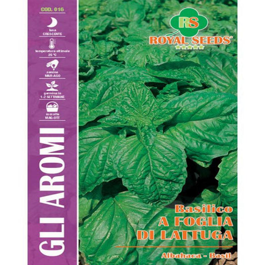 LETTUCE LEAF BASIL SEEDS Fleshy leaves g8