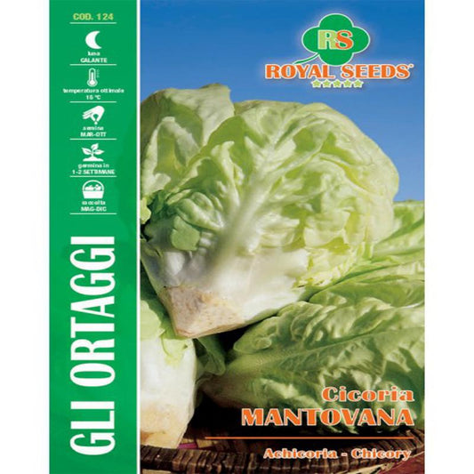 Mantovana Chicory Seeds 12g – Buy Salad Seeds Online in Pakistan