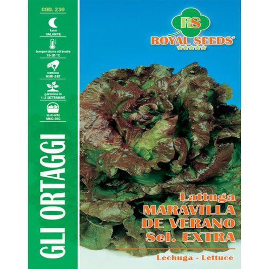 MARAVILLA DE VERANO CANASTA LETTUCE SEEDS Gram-4 Approx. Seeds