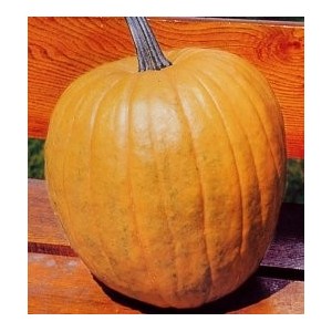 Squash Gram-2