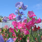 Sweet Pea Knee Hi tall Mix  1gm Approx. Seeds 12 Winter