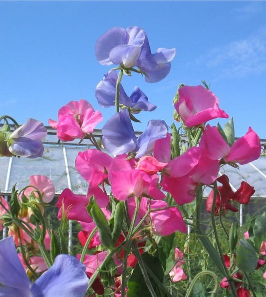 Sweet Pea Knee Hi tall Mix  1gm Approx. Seeds 12 Winter
