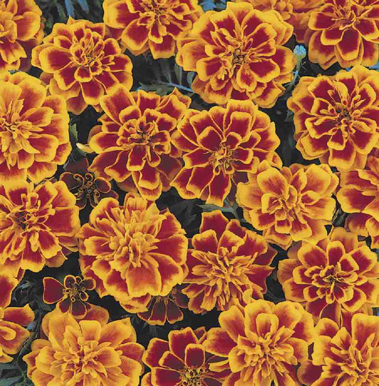 FRENCH F1 MARIGOLD 1000SEEDS