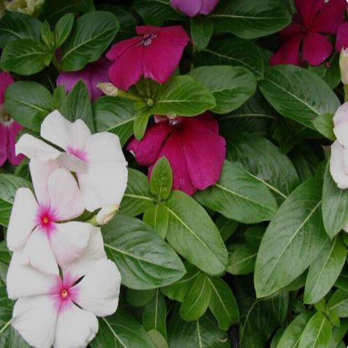 Vinca Tall Mix 1gm Approx. Seeds 700 Summer