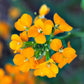 Siberian Wallflower Seeds - Orange (WINTER) SEEDS-550