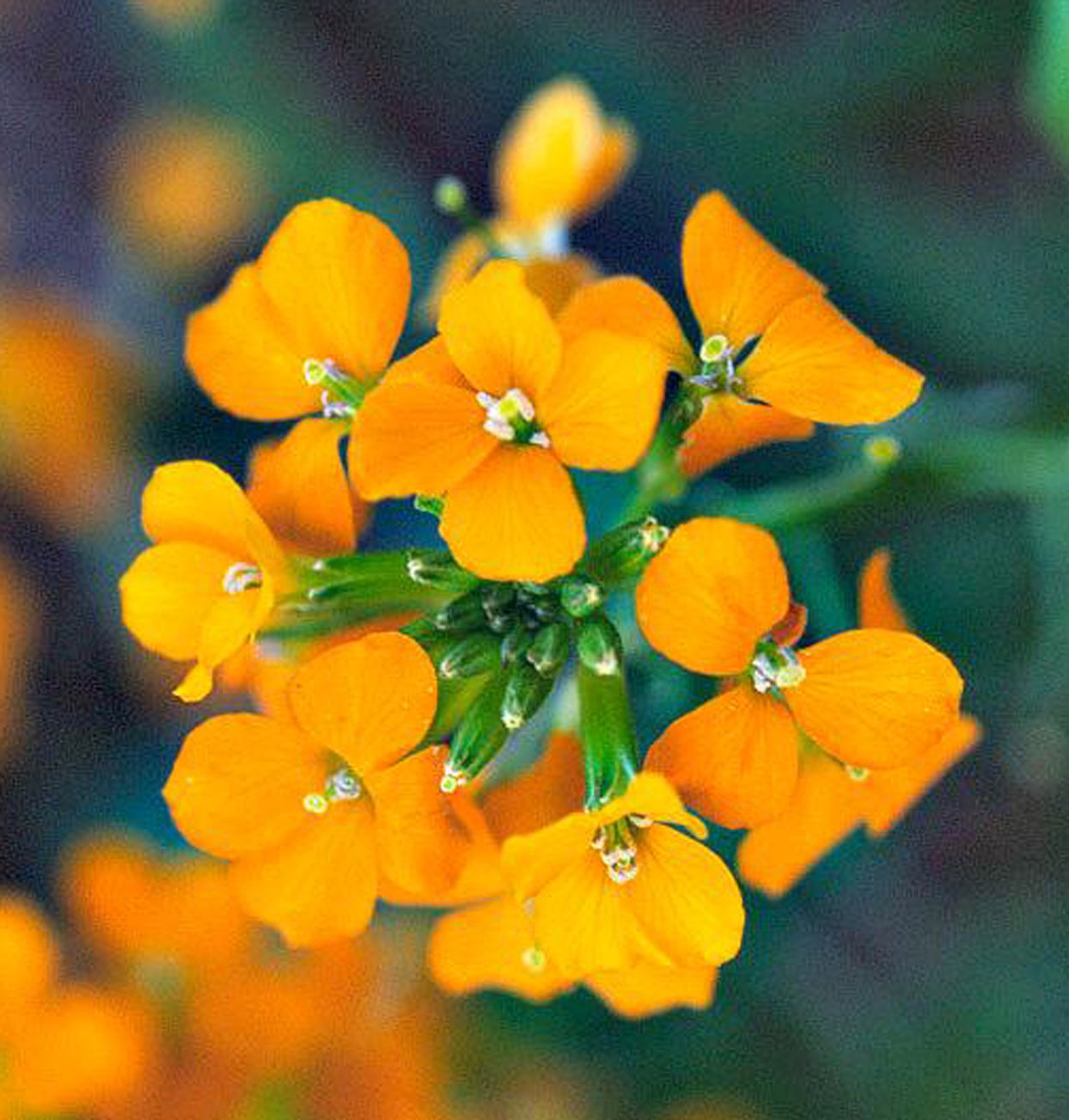 Siberian Wallflower Seeds - Orange (WINTER) SEEDS-550