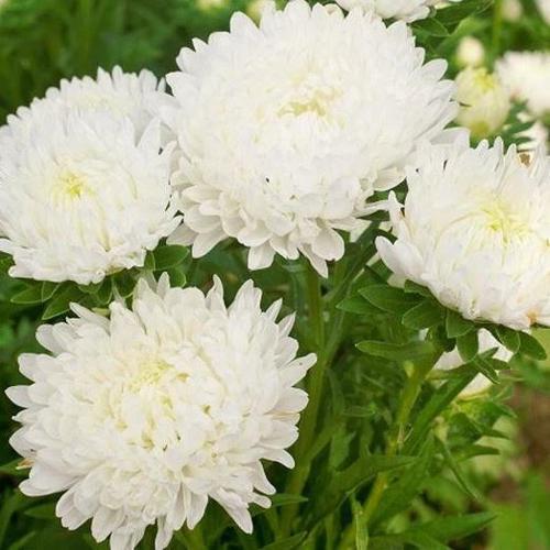 Aster Peony White 1gm Approx. Seeds 450 Winter