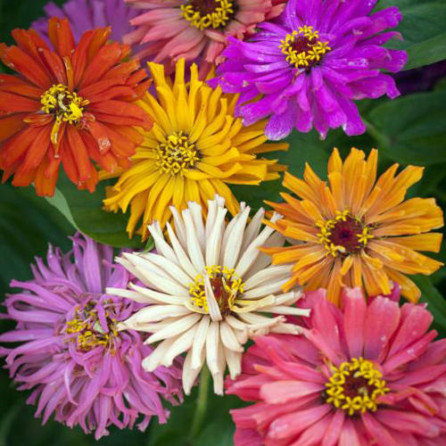 Zinnia Burpeeana Seeds (Chrysanthemum) - Mix (Summer)زینیا