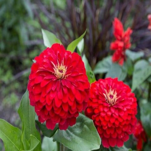Zinnia Elegans Dahlia Cherry red Approx. Seeds 100 Summer