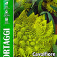 Royal Cauliflower Romanesco 030/58
