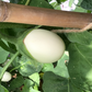 Horti Tops Egg Plants 12074