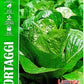 Royal Lettuce Verde Degli Ortolani 260